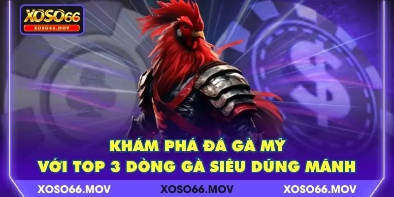 Khám Phá Đá Gà Mỹ Với Top 3 Dòng Gà Siêu Dũng Mãnh